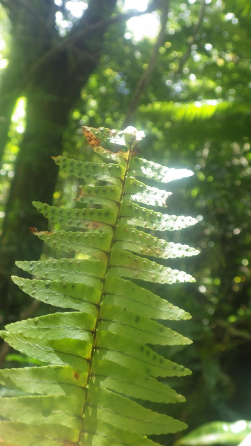 Annual Swordfern photo 7