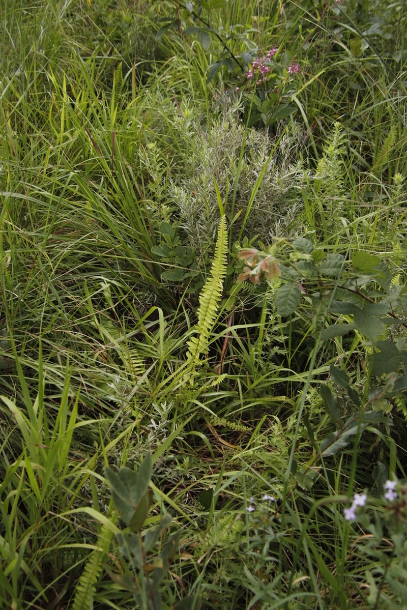 Annual Swordfern photo 8