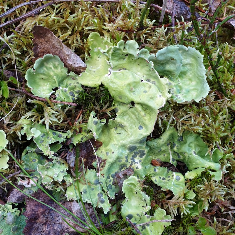 Arctic Kidney Lichen