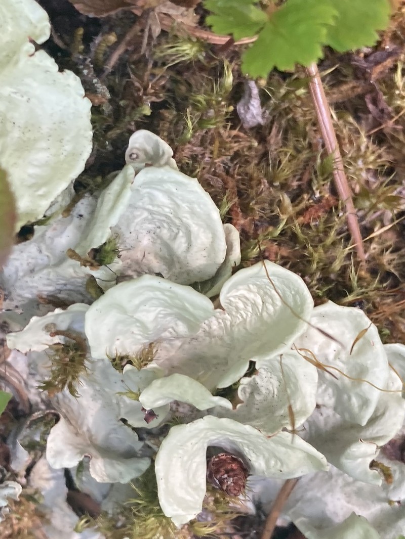 Arctic Kidney Lichen photo 2