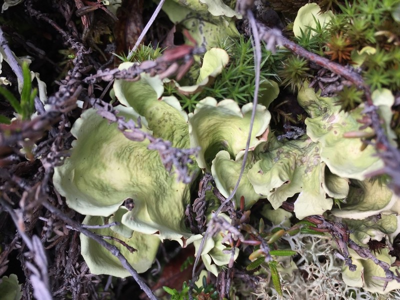 Arctic Kidney Lichen photo 3