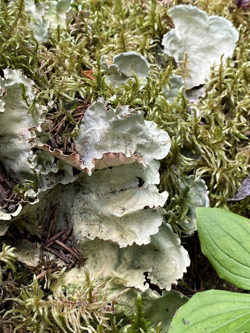 Arctic Kidney Lichen photo 4