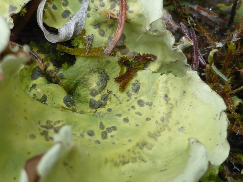 Arctic Kidney Lichen photo 5