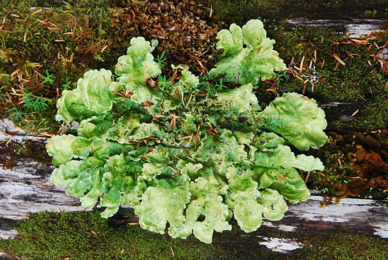 Arctic Kidney Lichen photo 6