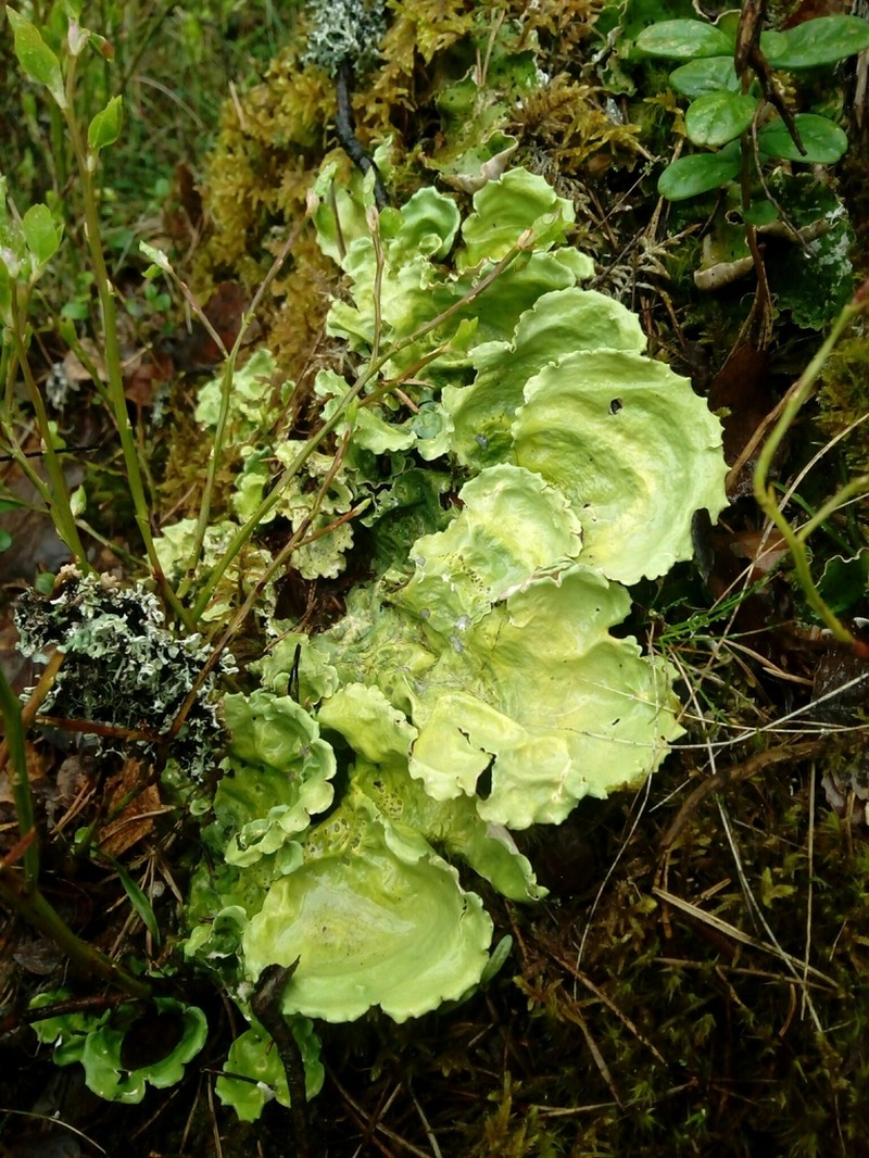 Arctic Kidney Lichen photo 7