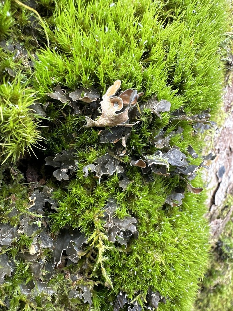 Kidney Lichen