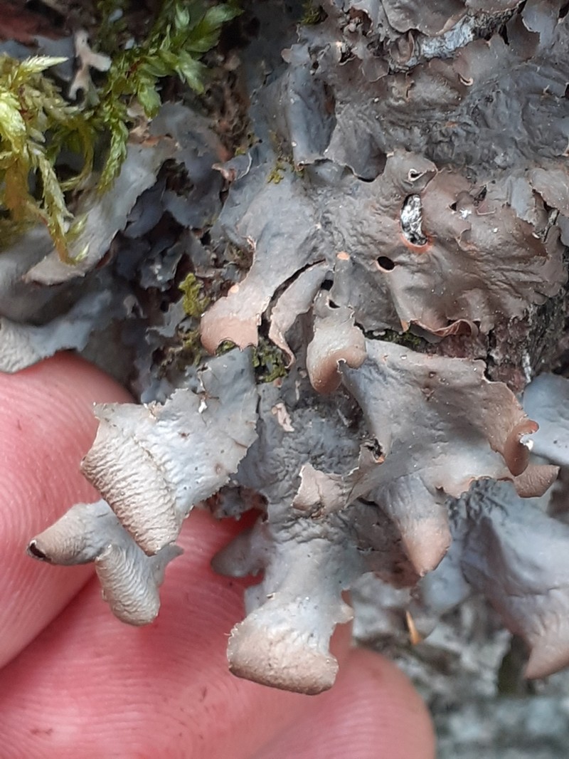 Kidney Lichen photo 2