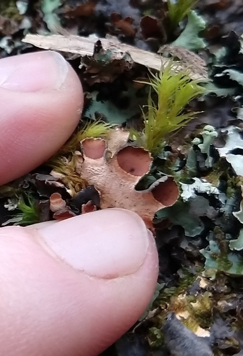 Kidney Lichen photo 3
