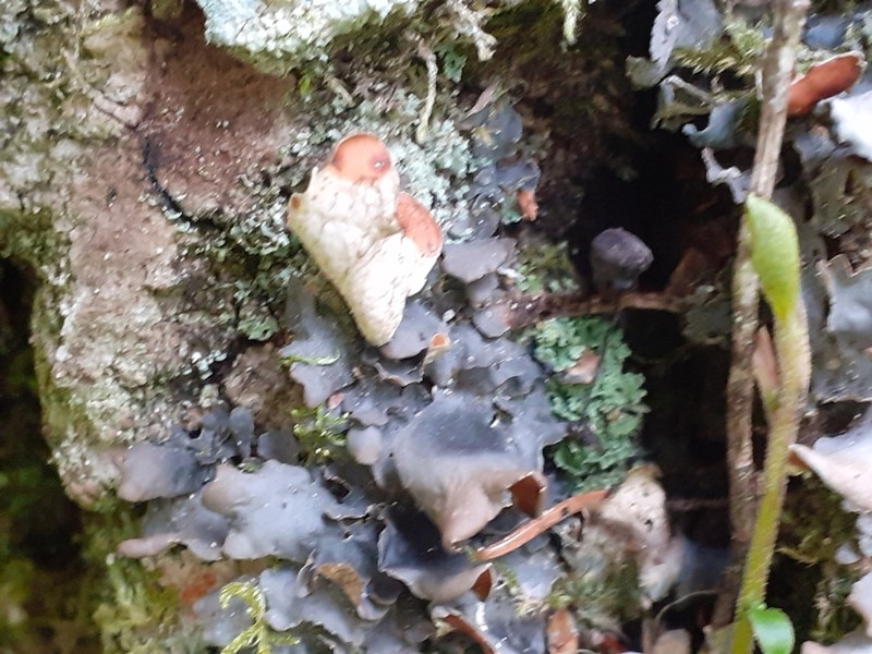 Kidney Lichen photo 4