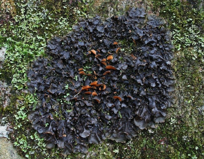 Kidney Lichen photo 5