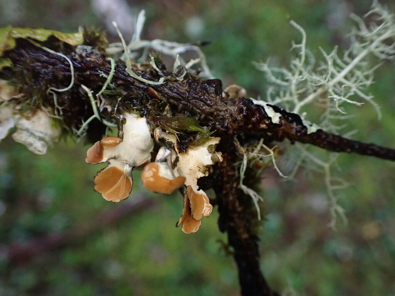 Kidney Lichen photo 6