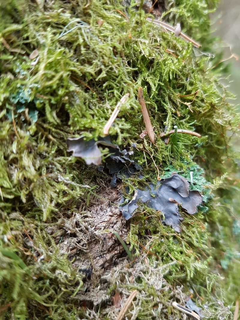 Kidney Lichen photo 7