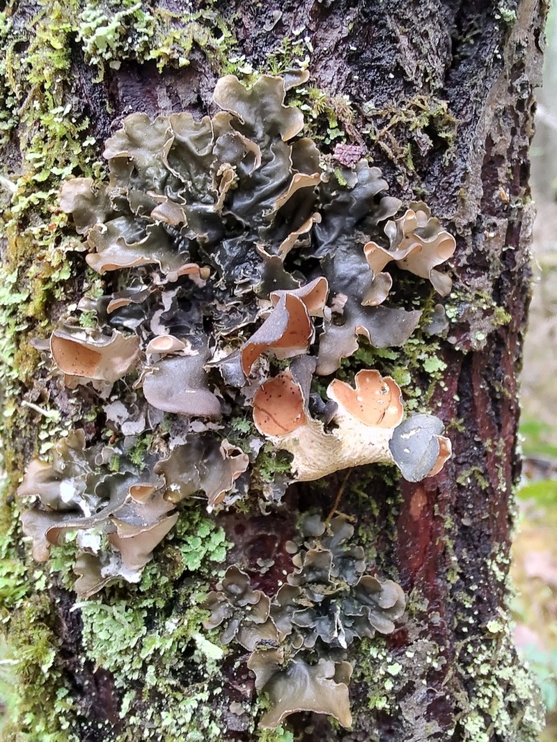 Kidney Lichen photo 8