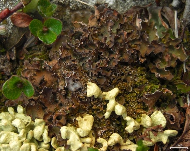 Kidney Lichen