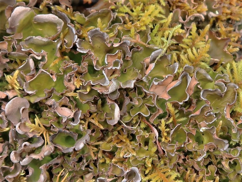 Kidney Lichen