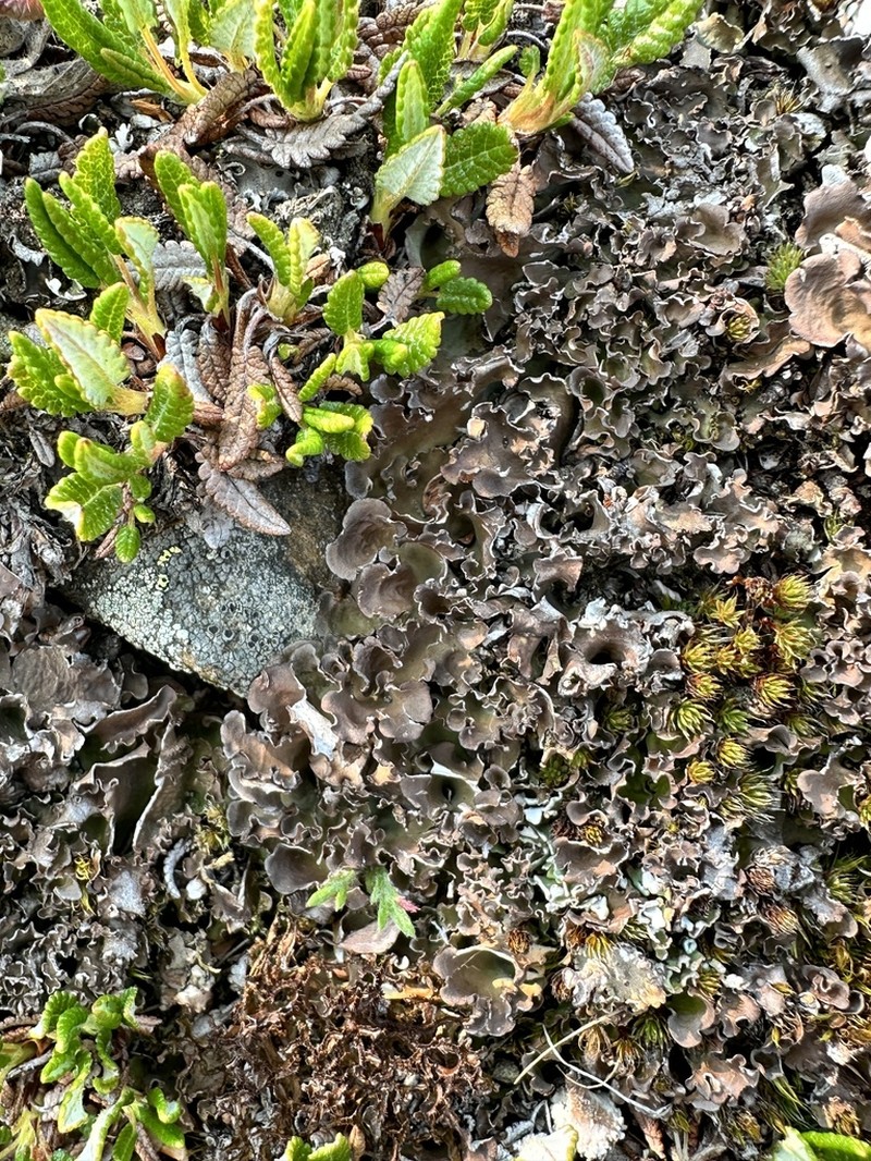 Kidney Lichen photo 2