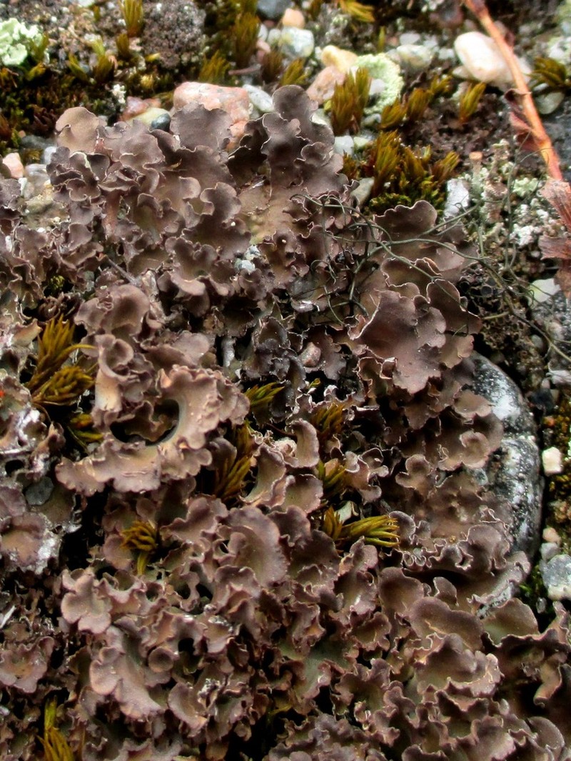 Kidney Lichen photo 3