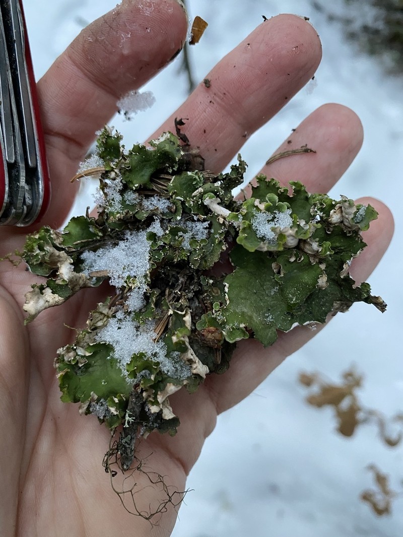 Kidney Lichen photo 4