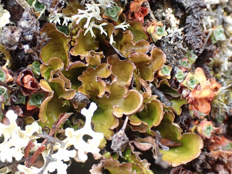 Kidney Lichen photo 5