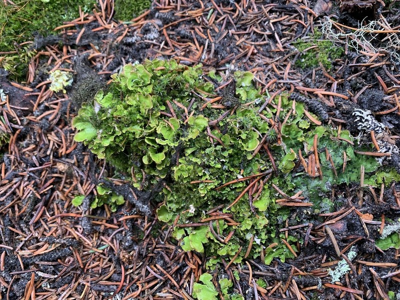 Kidney Lichen photo 6