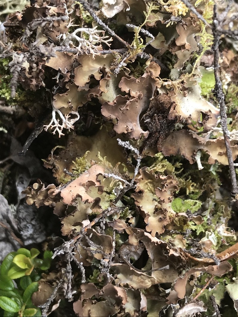 Kidney Lichen photo 7
