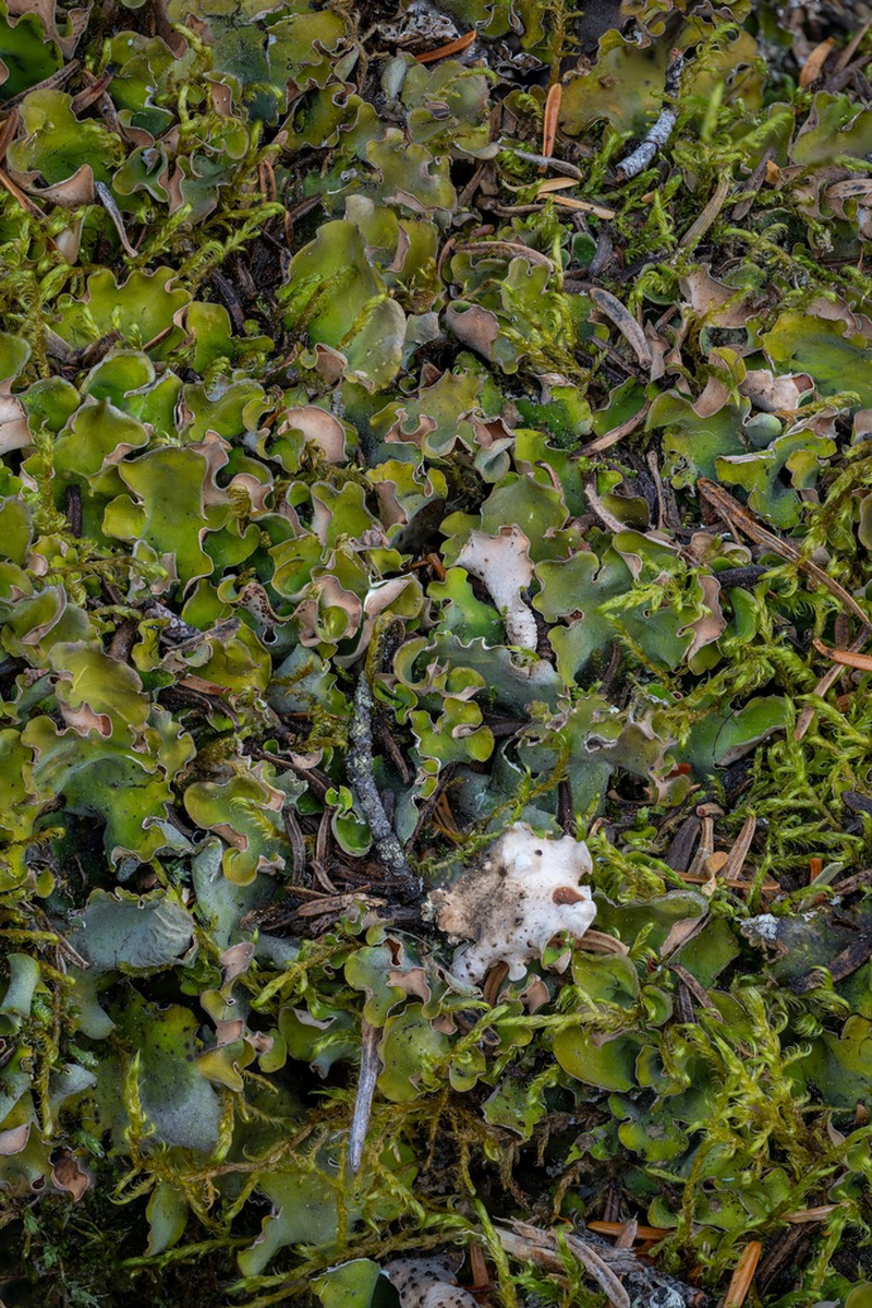 Kidney Lichen photo 8