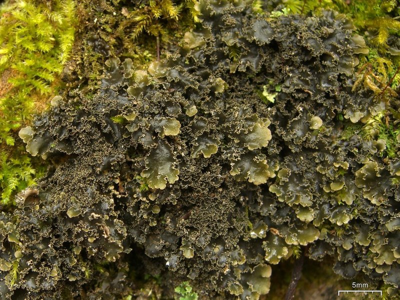 Swiss Kidney Lichen