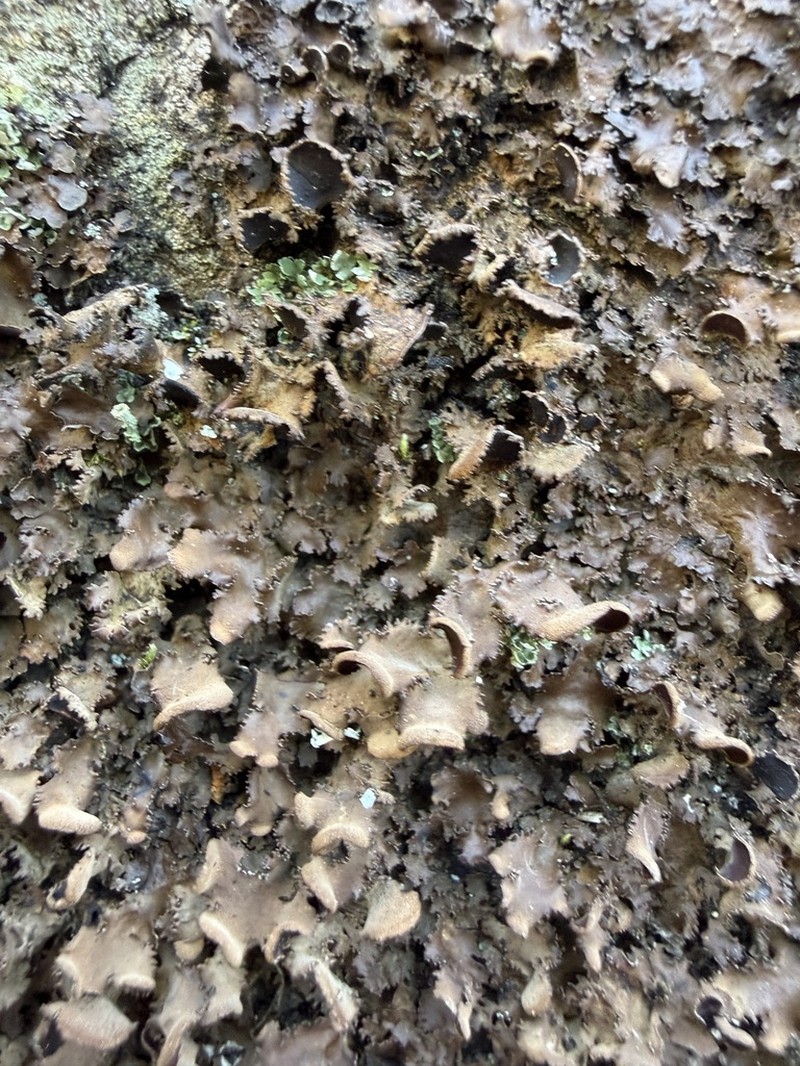 Swiss Kidney Lichen
