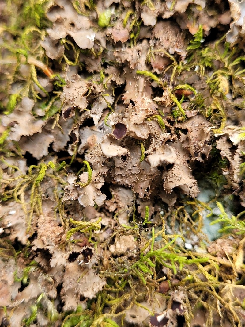 Swiss Kidney Lichen photo 2