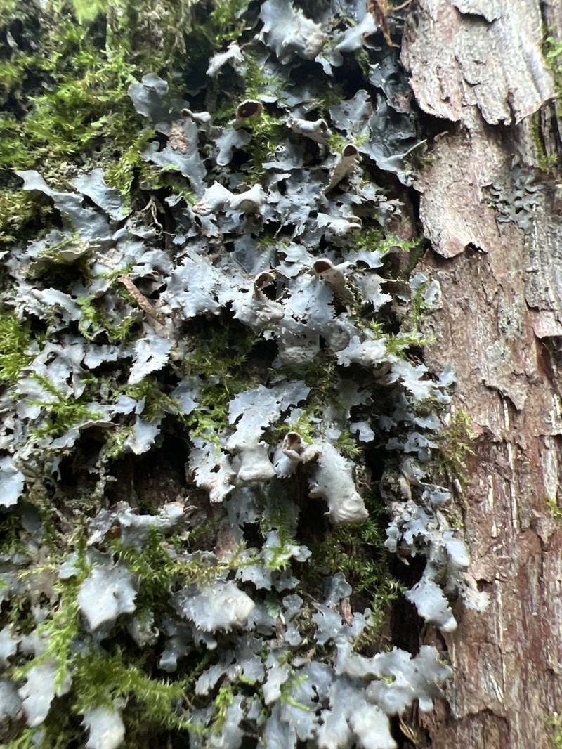 Swiss Kidney Lichen photo 3