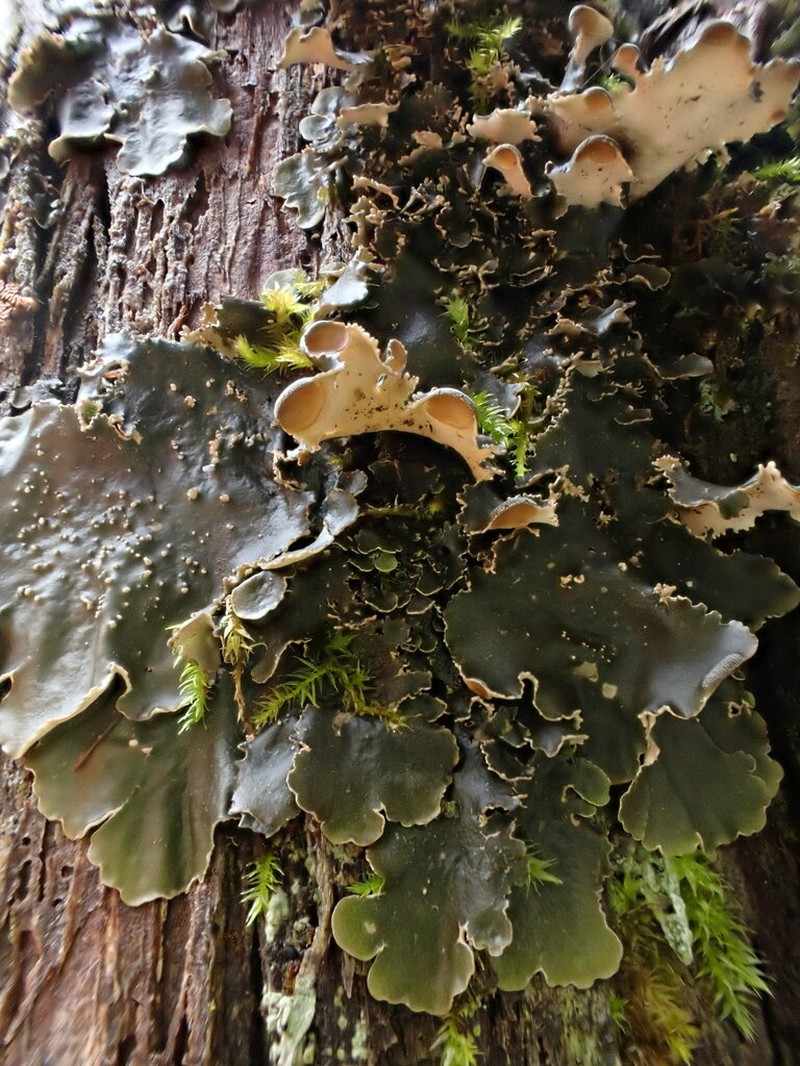 Swiss Kidney Lichen photo 4