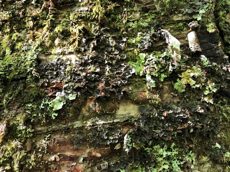 Swiss Kidney Lichen photo 5