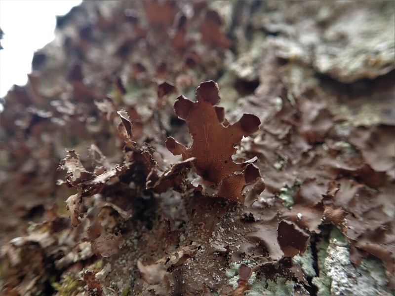 Swiss Kidney Lichen photo 6