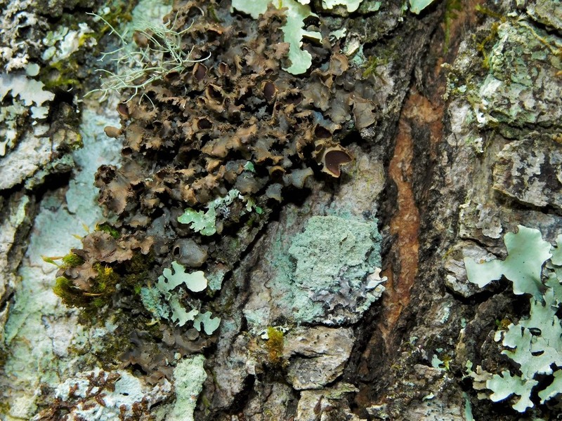 Swiss Kidney Lichen photo 7