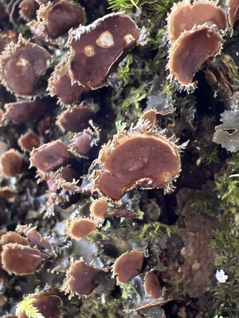 Swiss Kidney Lichen photo 8