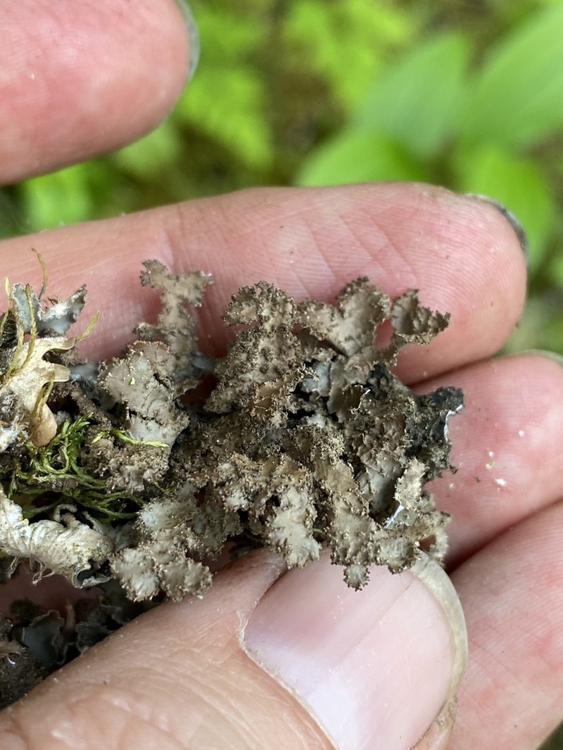 Kidney Lichen