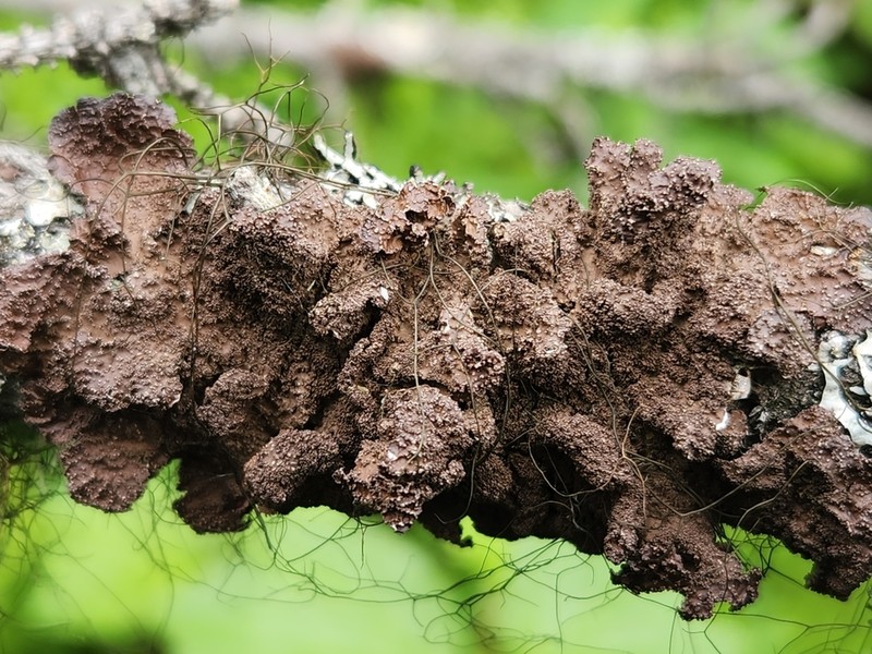 Kidney Lichen photo 2