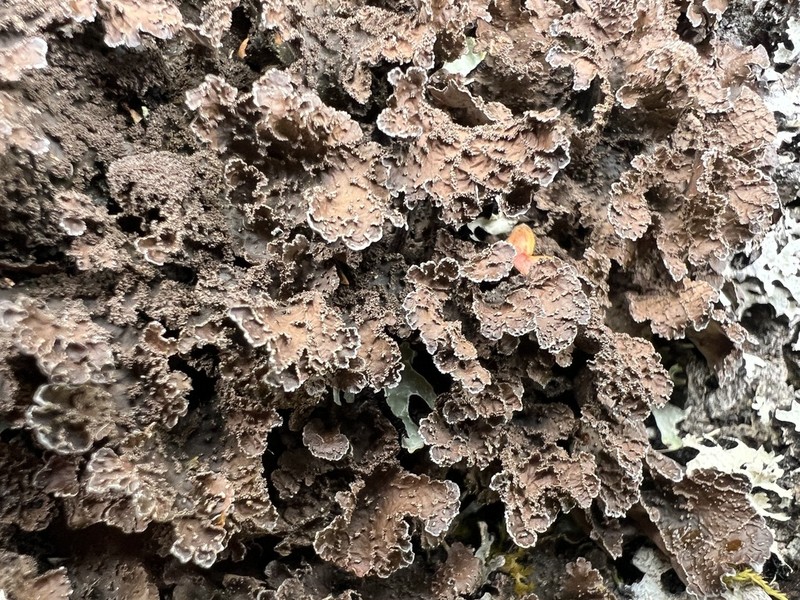 Kidney Lichen photo 3
