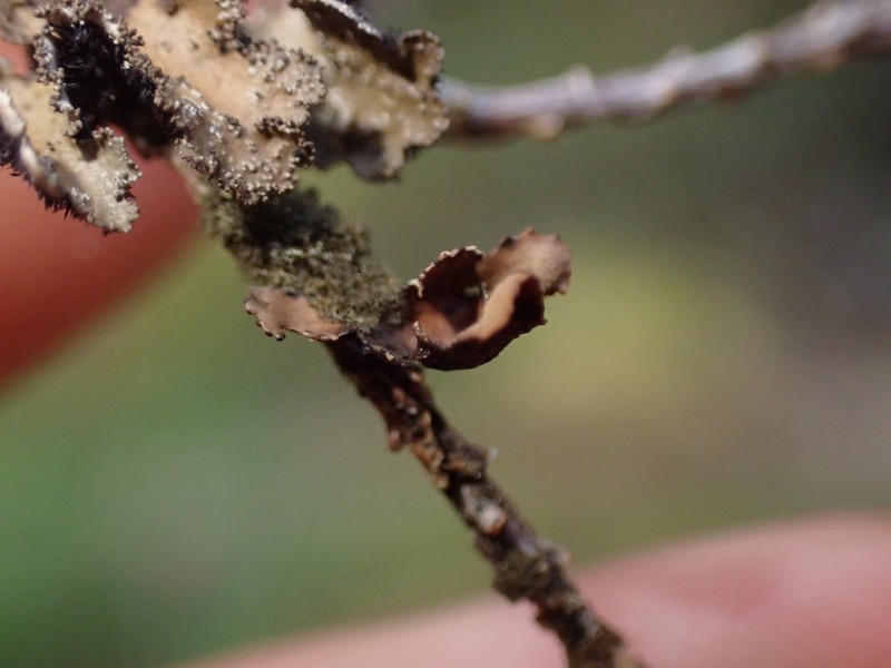 Kidney Lichen photo 4