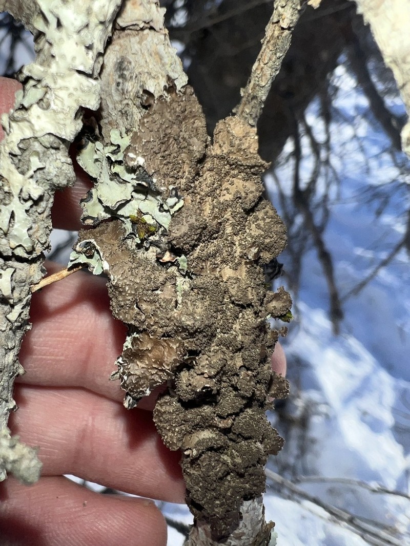 Kidney Lichen photo 5