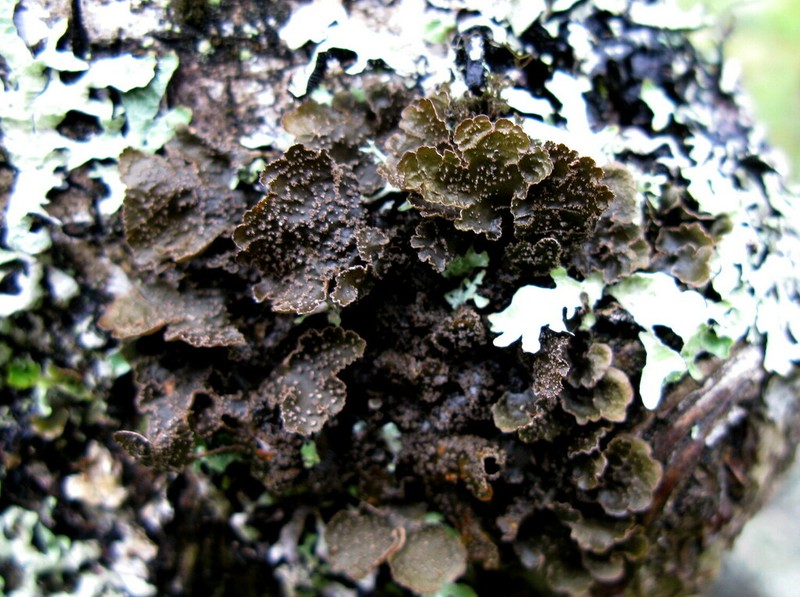 Kidney Lichen photo 6