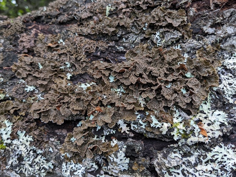 Kidney Lichen photo 7