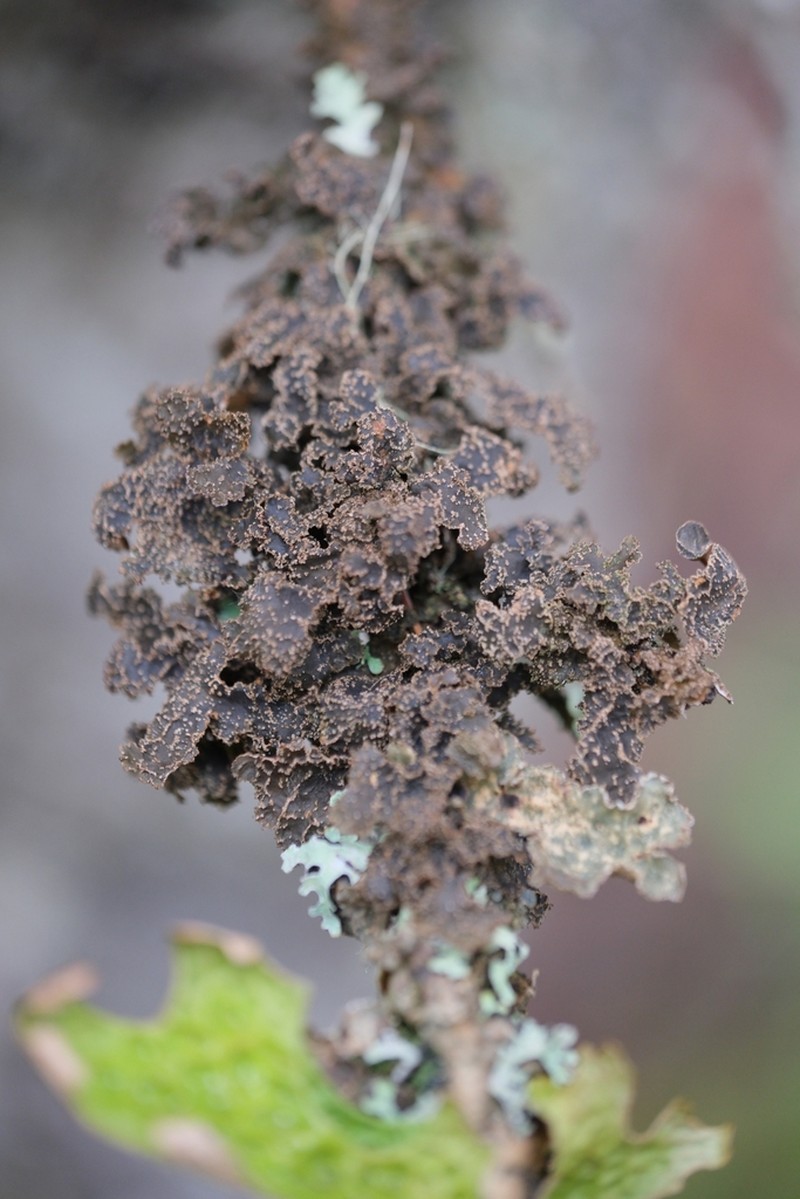 Kidney Lichen photo 8