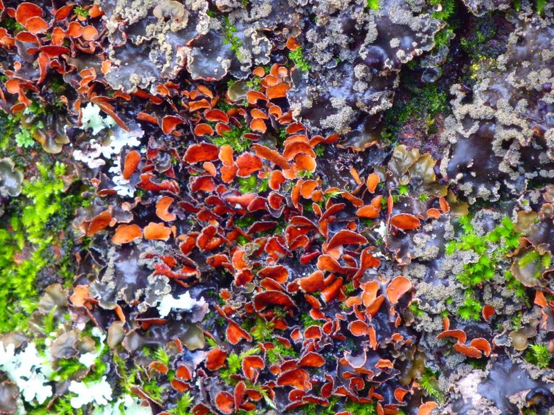 Kidney Lichen