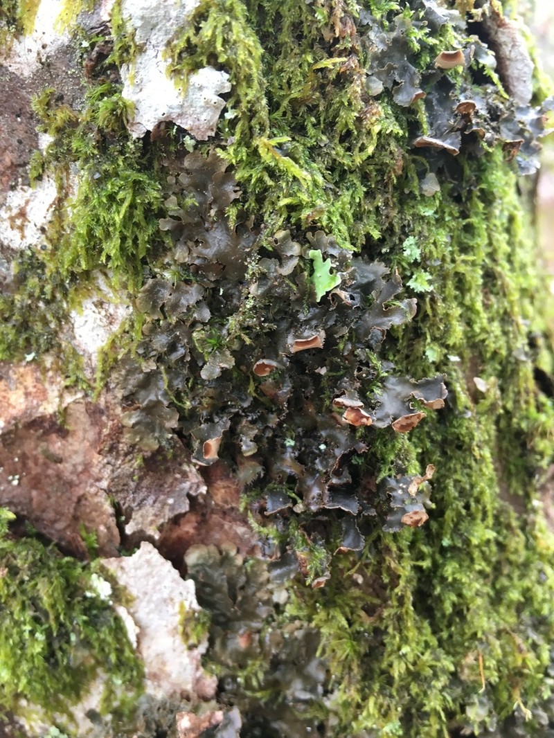 Kidney Lichen photo 2
