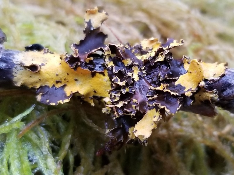 Kidney Lichen photo 3