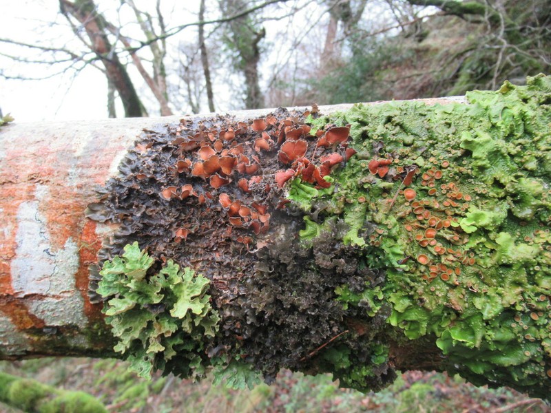 Kidney Lichen photo 4