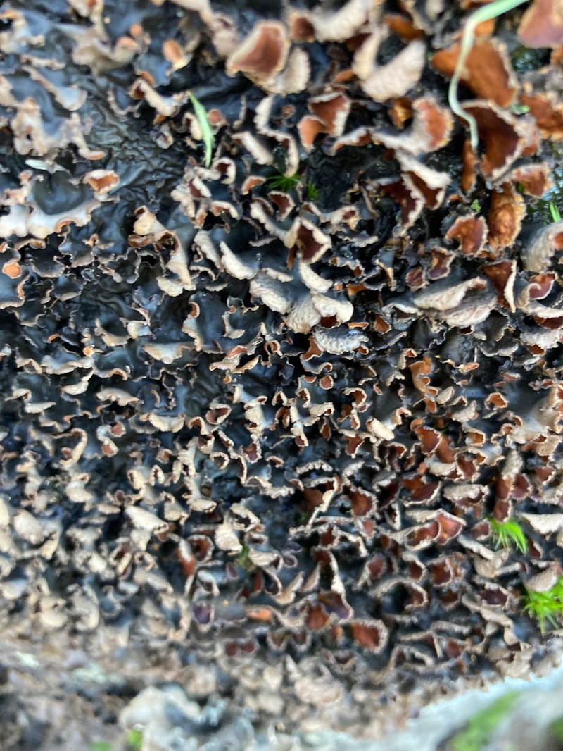 Kidney Lichen photo 5