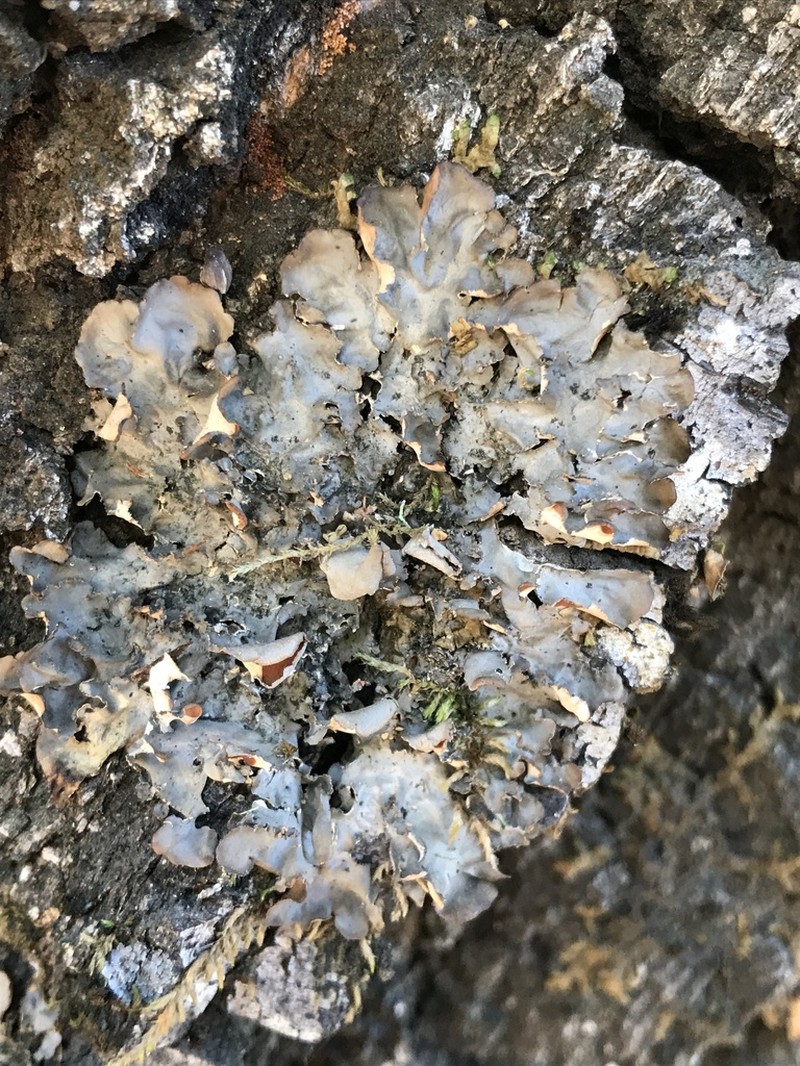 Kidney Lichen photo 6