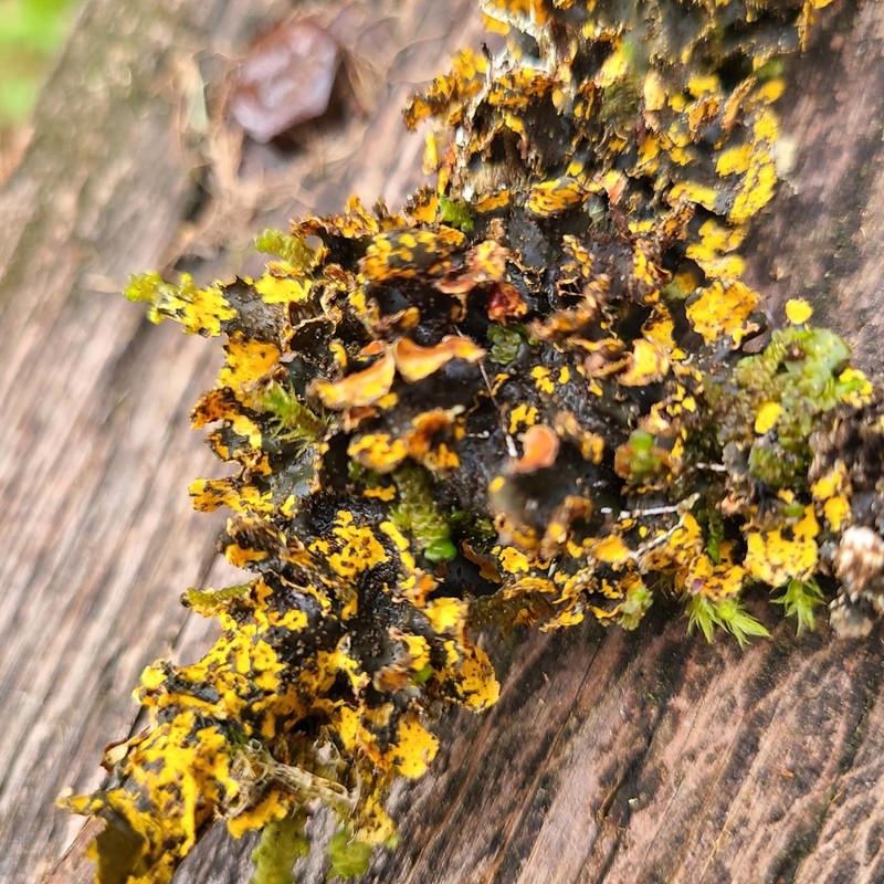 Kidney Lichen photo 7